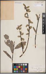 Foto von Salix discolor Muhl.